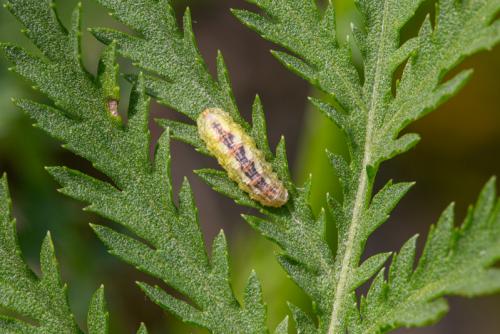 Réf. 245 266 : Syrphus ribesii